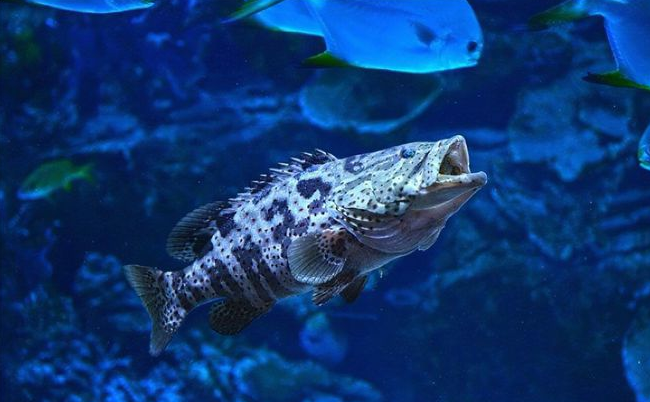常见的五种海洋鱼类的养殖和注意事项