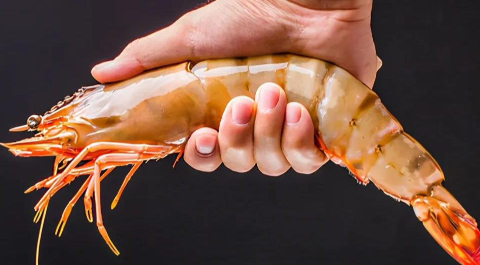 大虾的海边养殖技巧和养殖方法